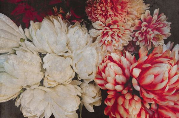 Chrysanthemums in cream and carmine