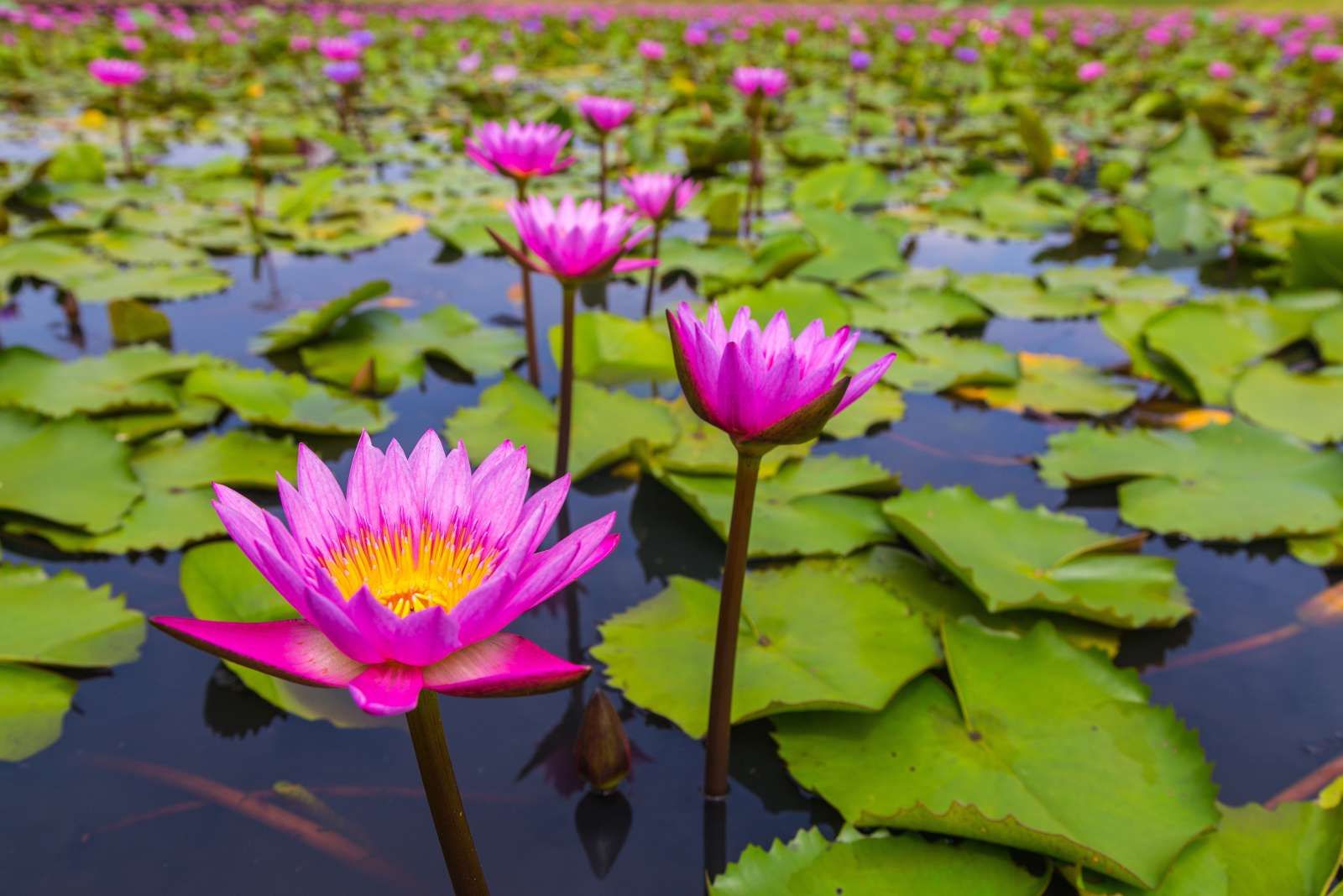 Opvallende roze lotusbloem