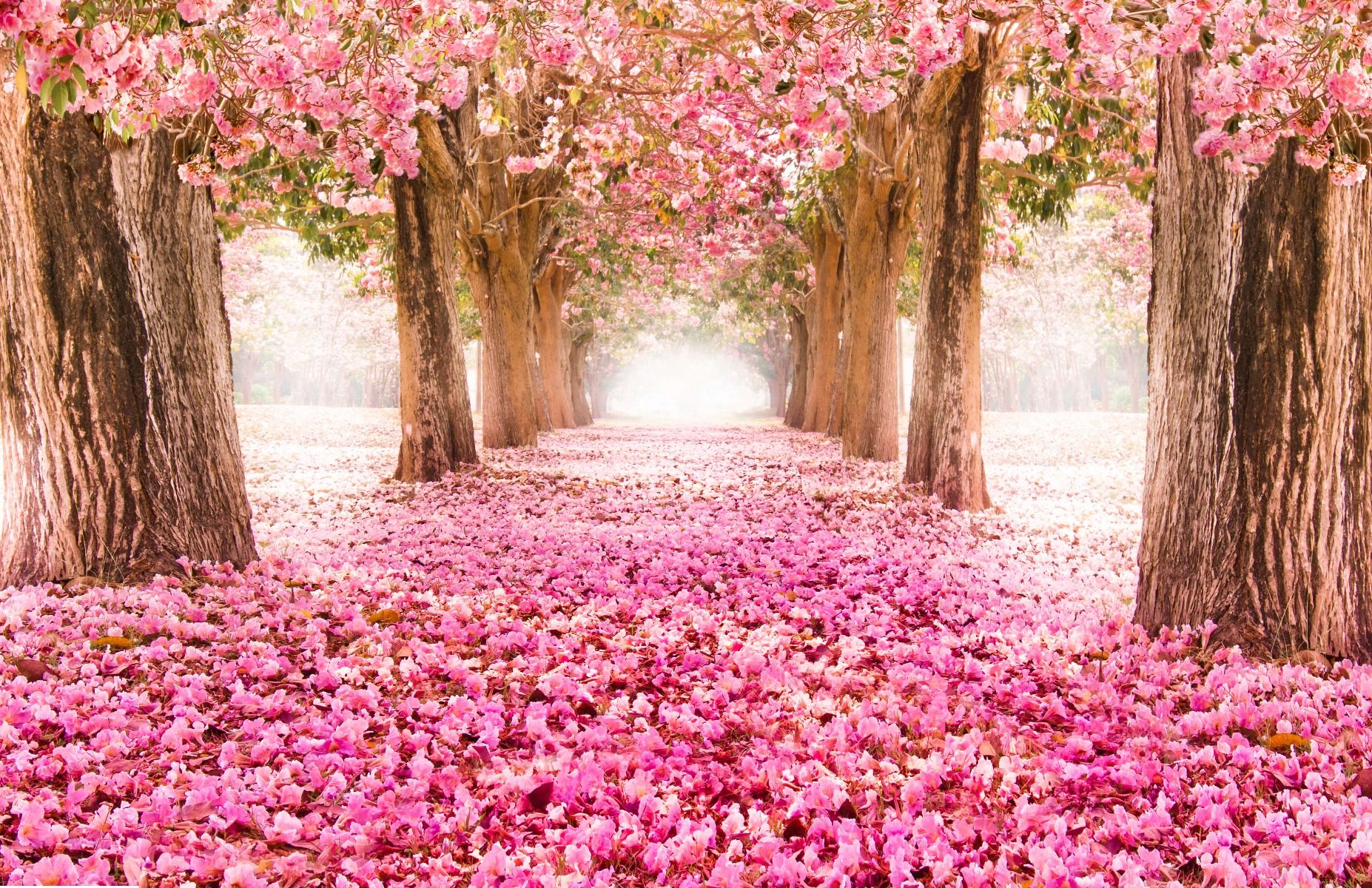 Photo wallpaper blossom Photo wallpaper blossom