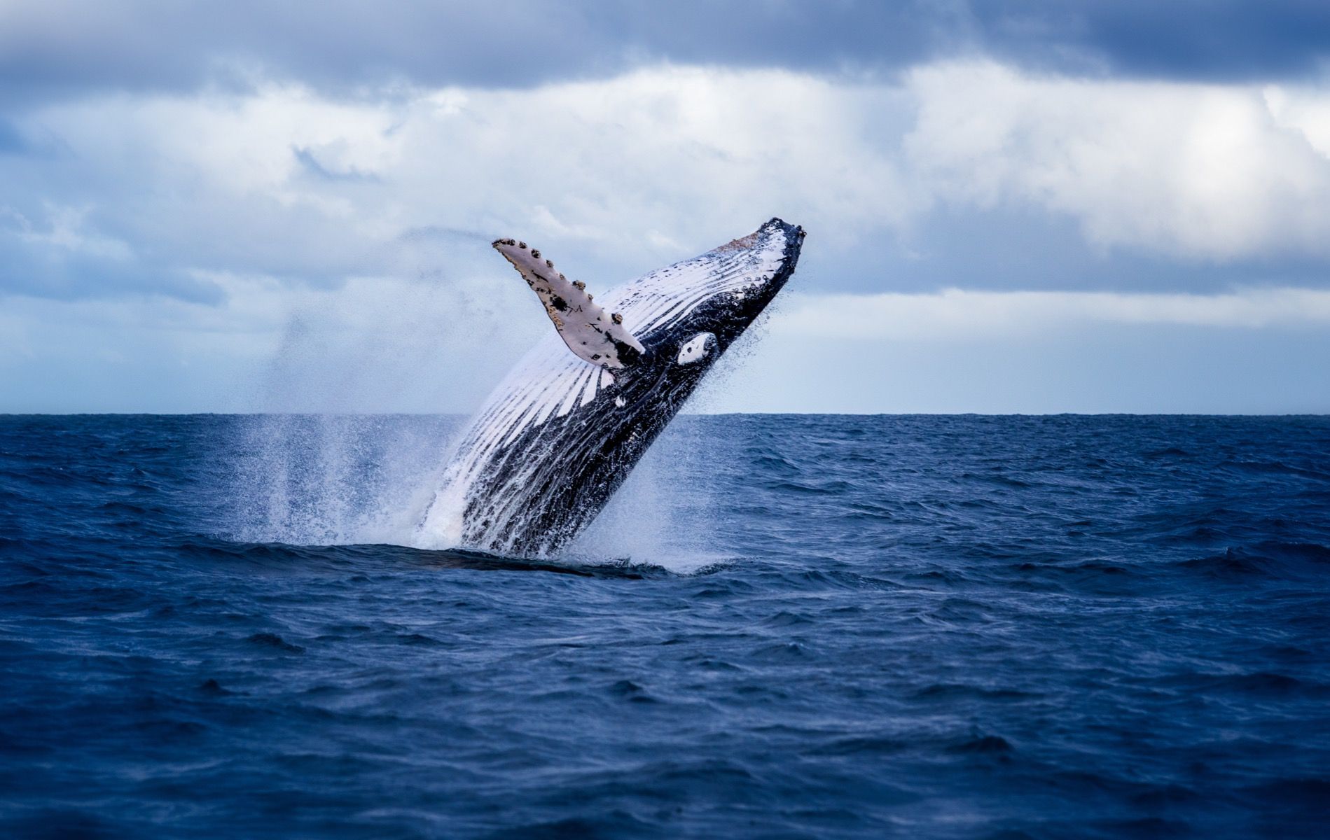 Jumping whale