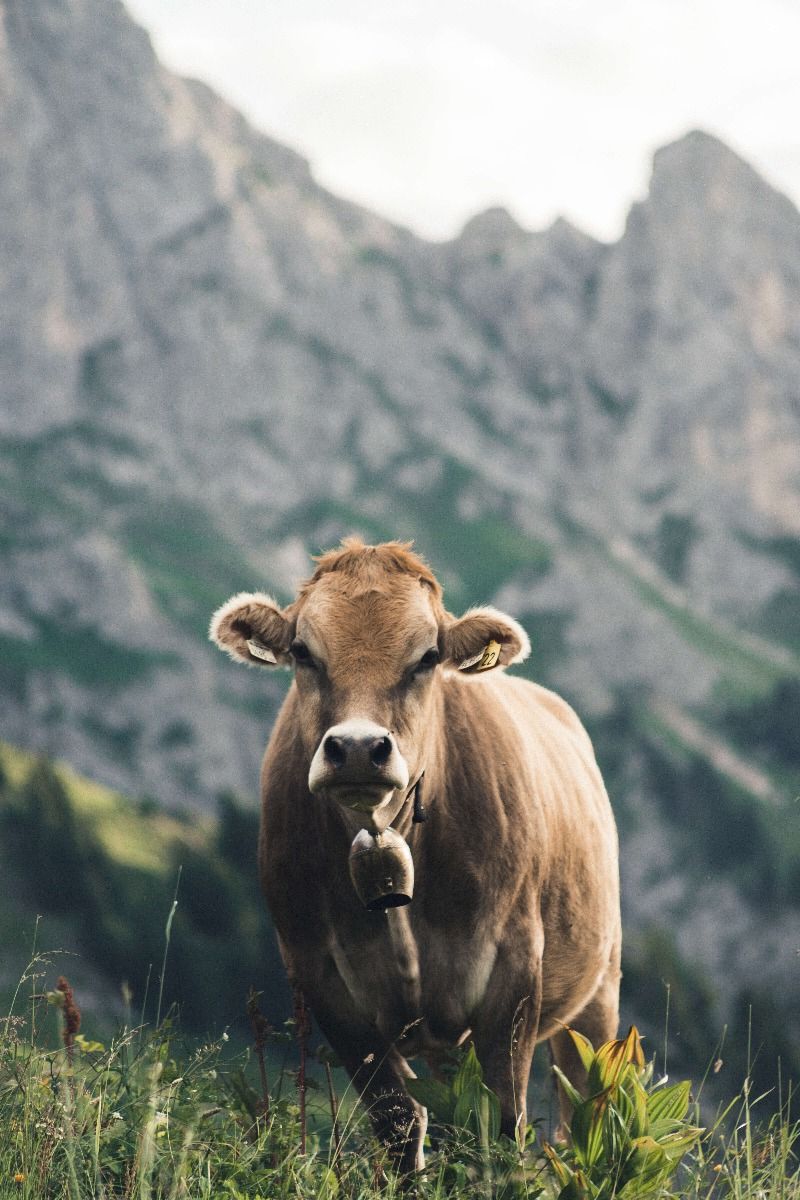 Mountain cow