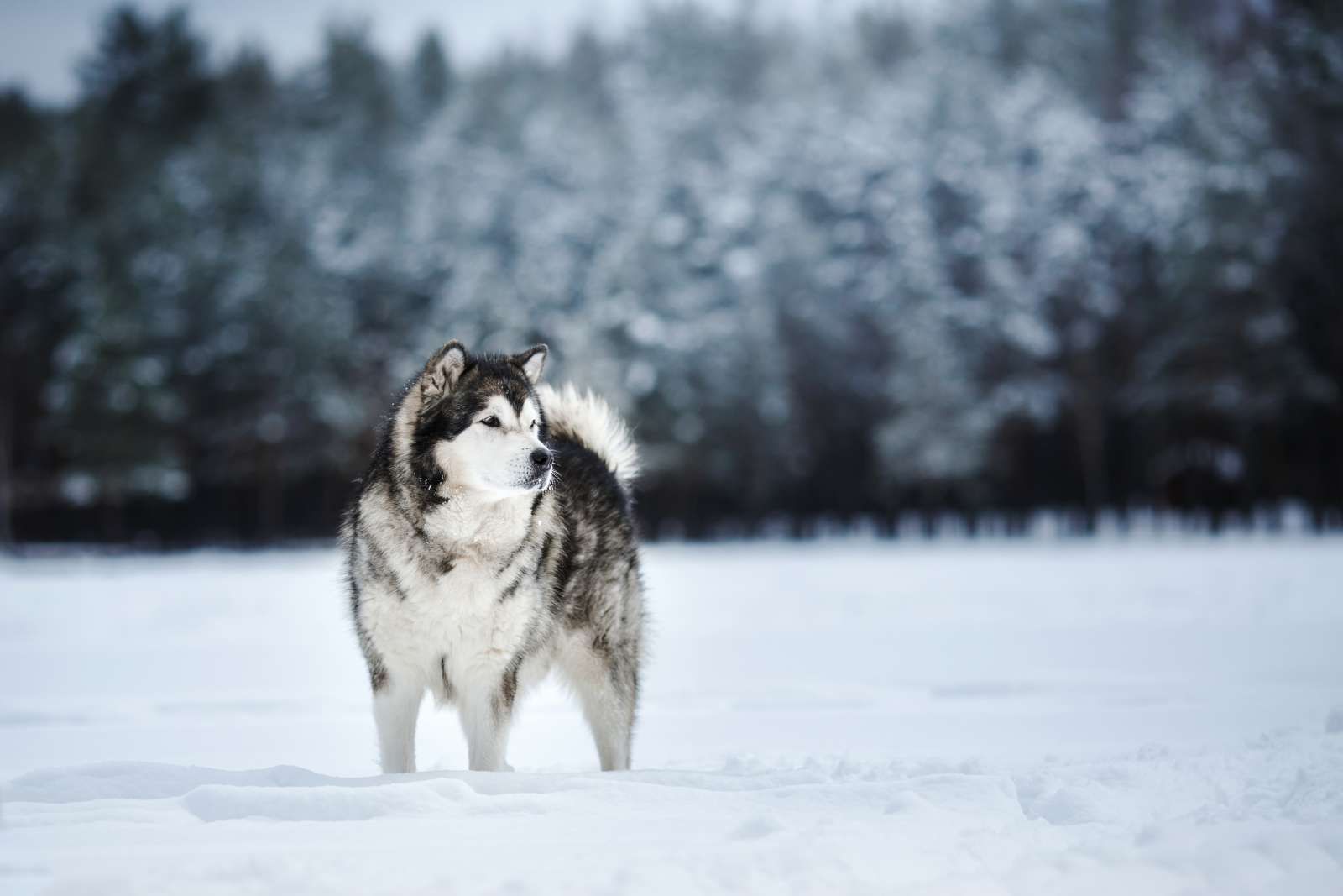 Alaska-malamute in de sneeuw