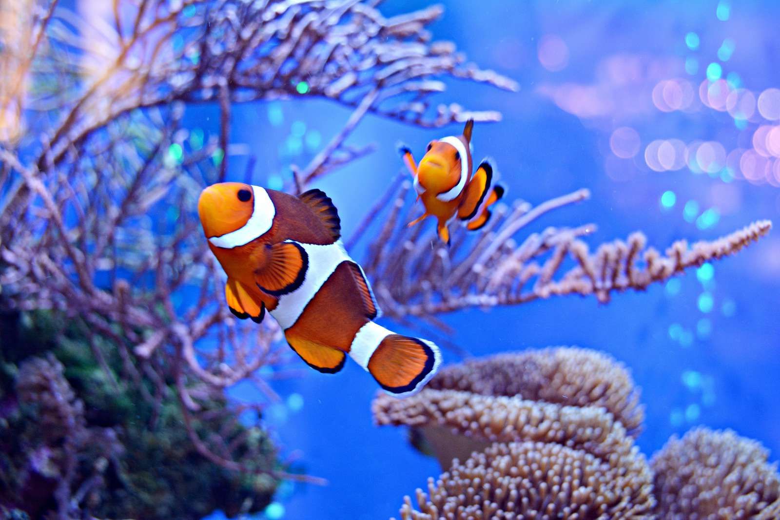 Anemoonvissen in een groot aquarium