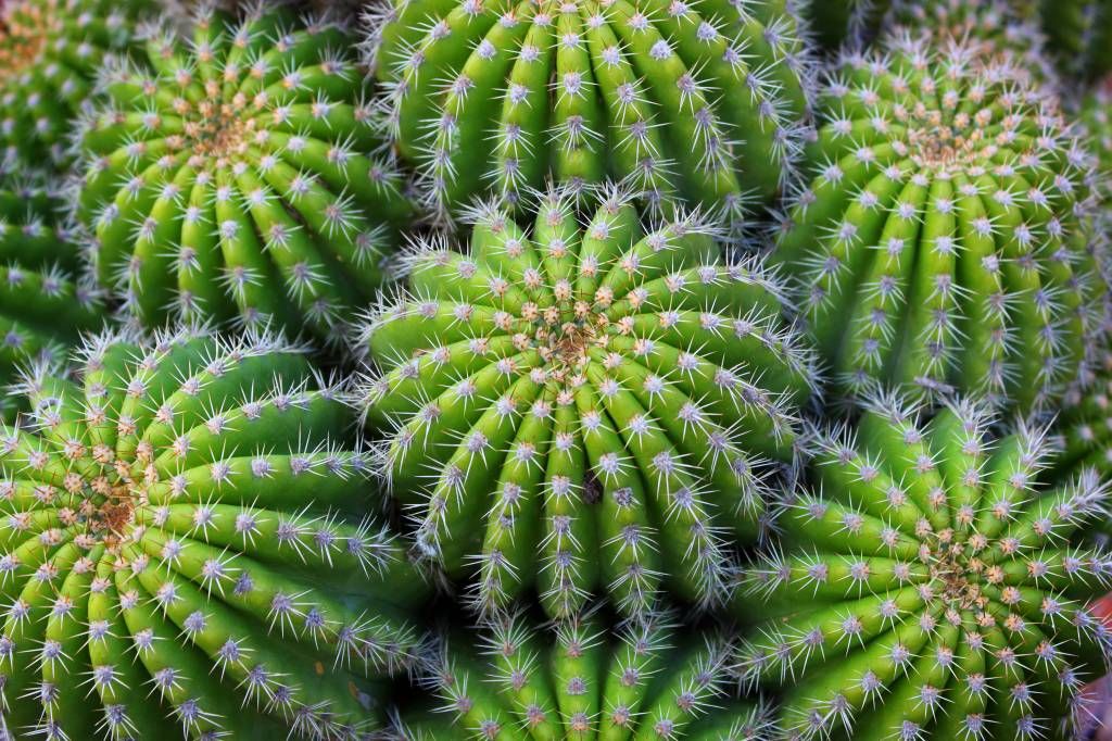 Cacti main product photo