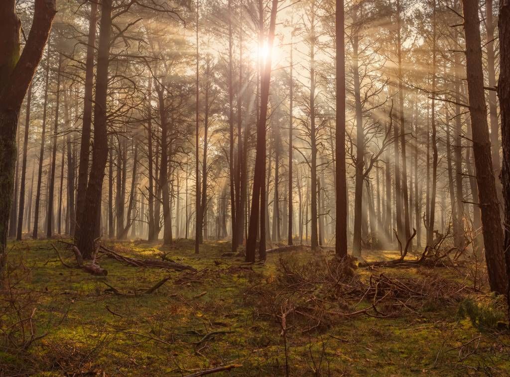 Forest with tall trees Forest with tall trees
