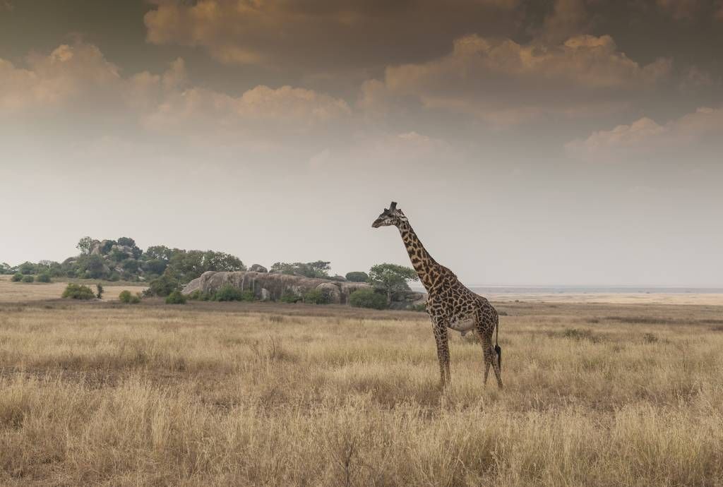Giraffe on a savannah main product photo