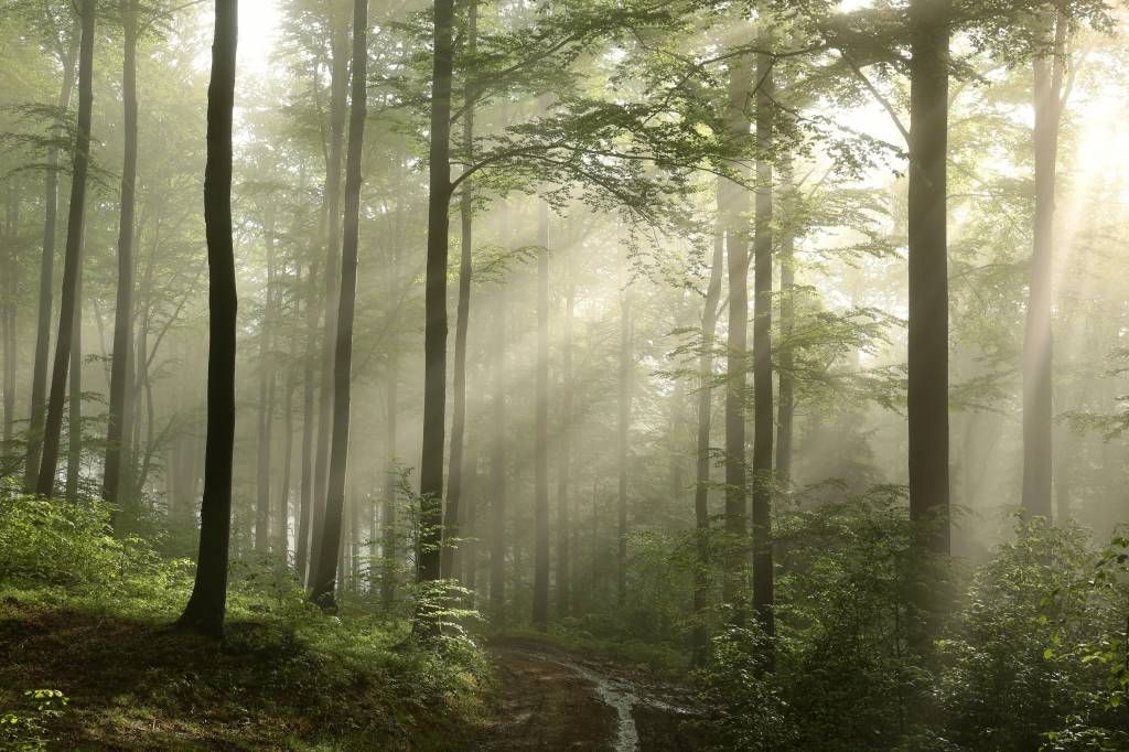 Green forest in the fog