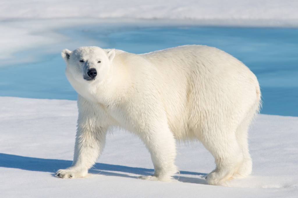 Polar bear main product photo