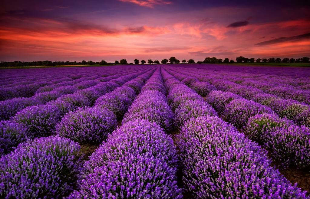 Lavender field main product photo