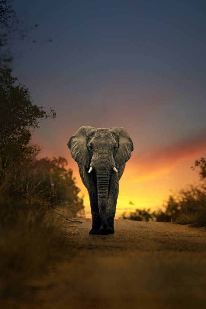Elephant in the sunset - Wallpaper