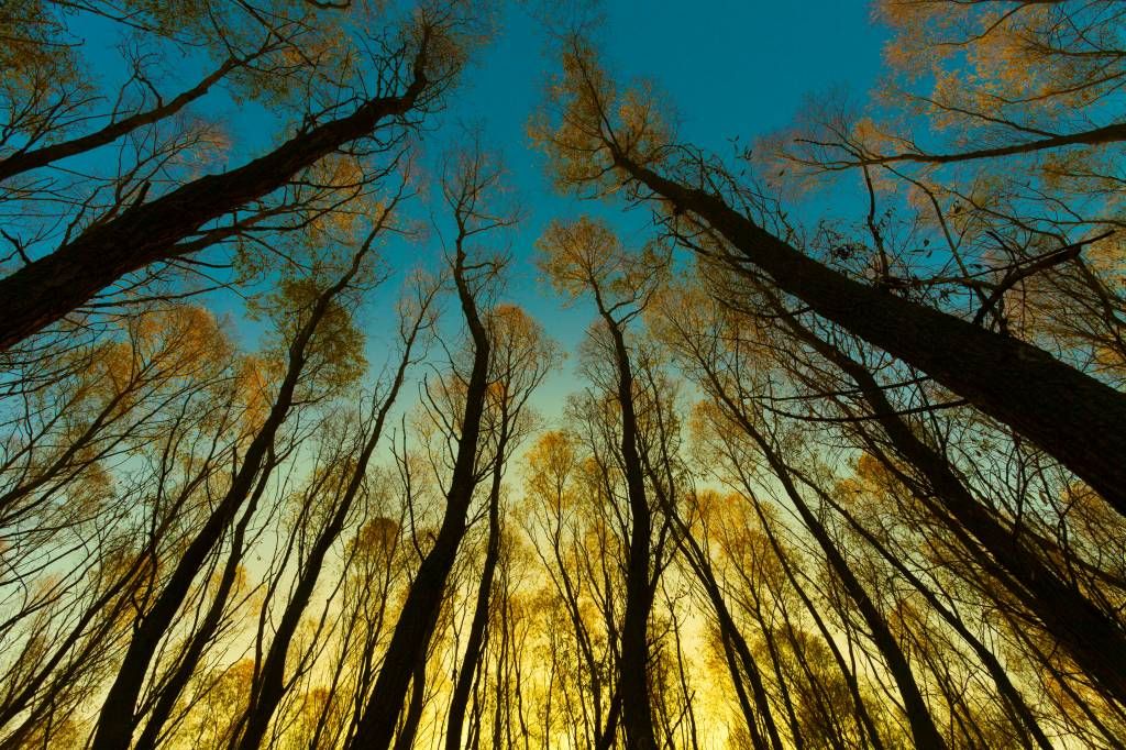 Sunrise between tall trees main product photo