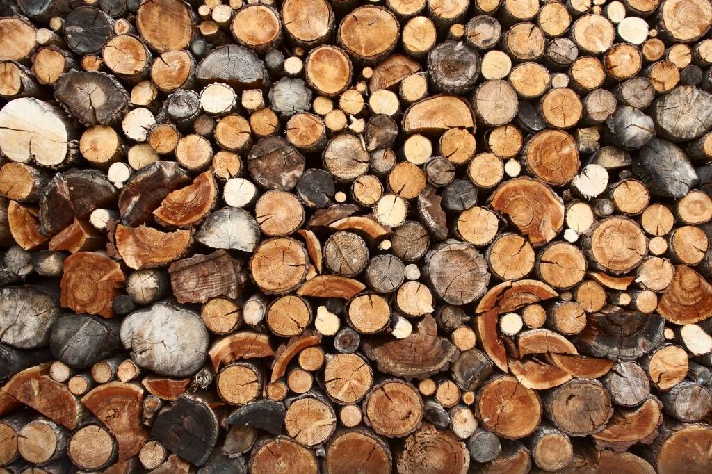 Stacked tree trunks main product photo