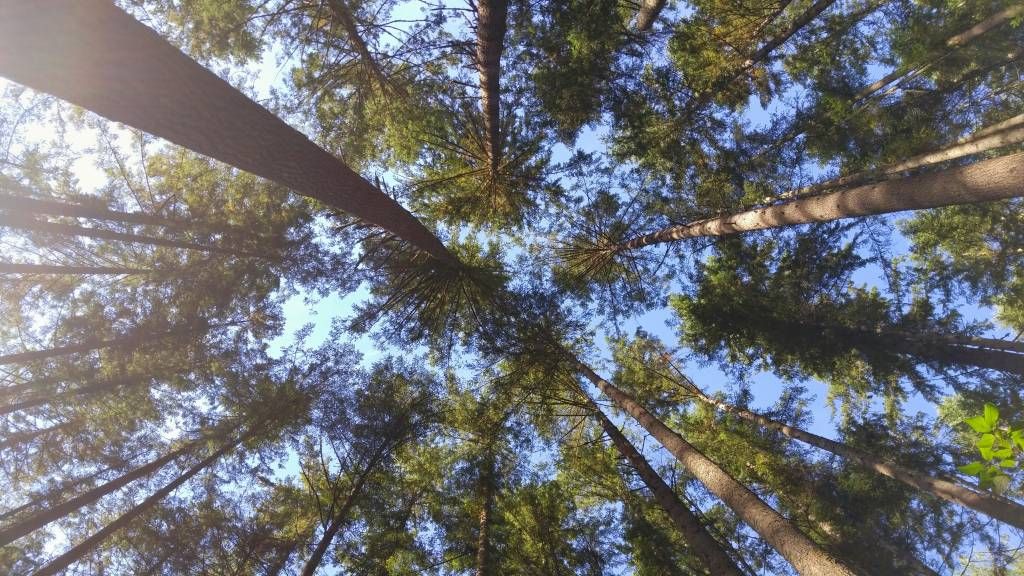High conifers main product photo