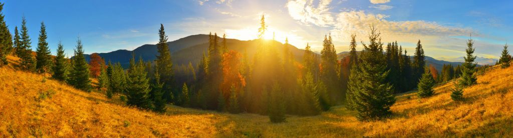 Pine forest panorama