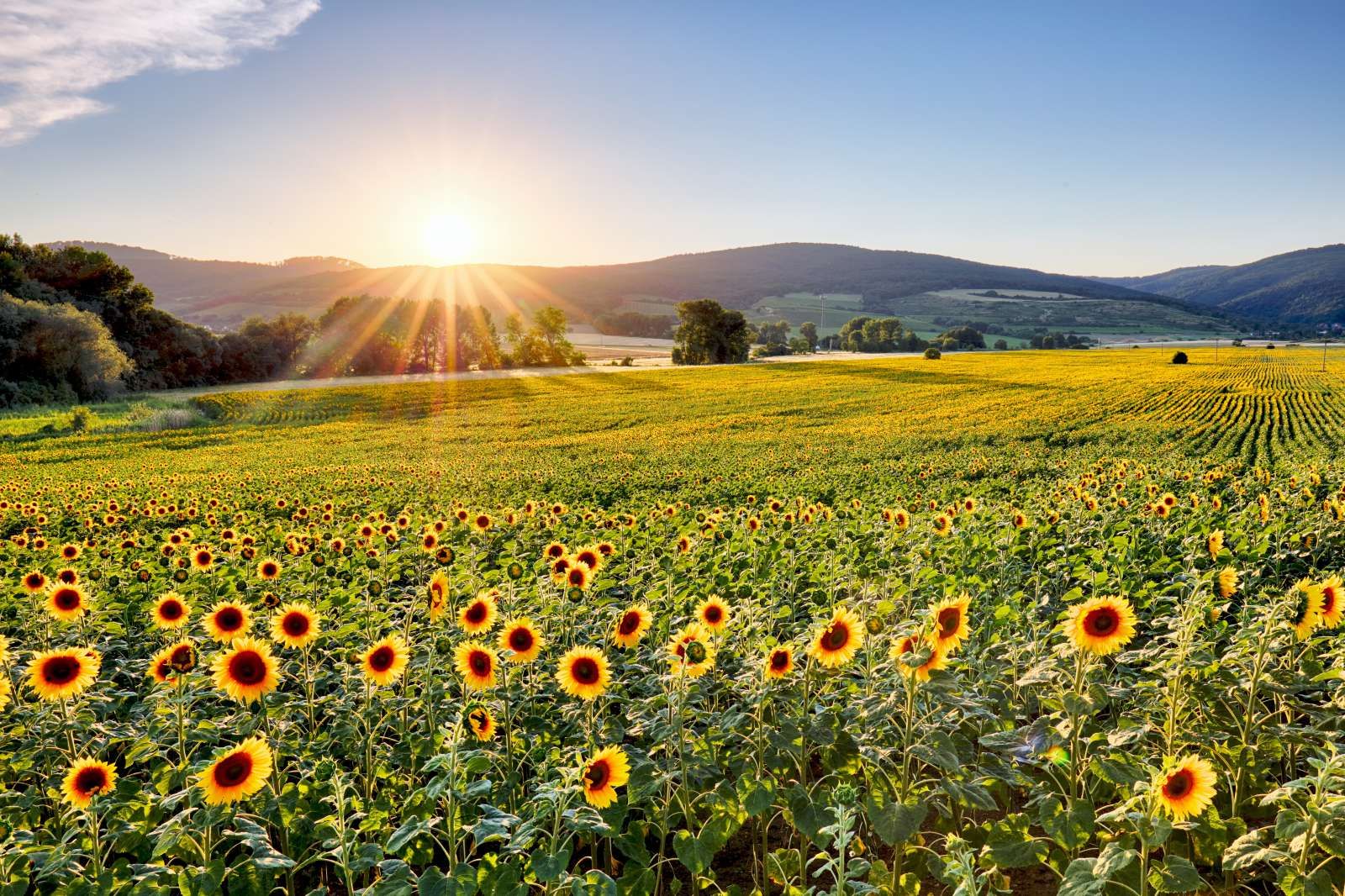 Berglandschap met zonnebloemen