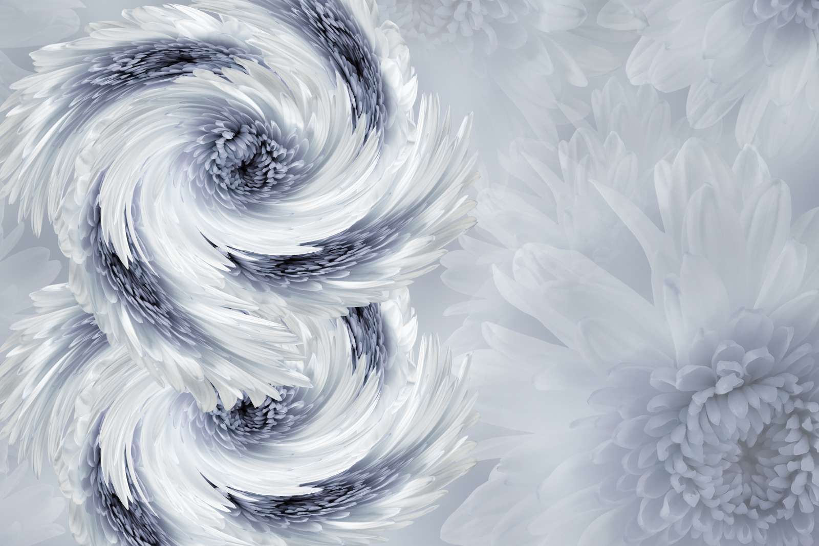 Chrysanthemum bloemen design