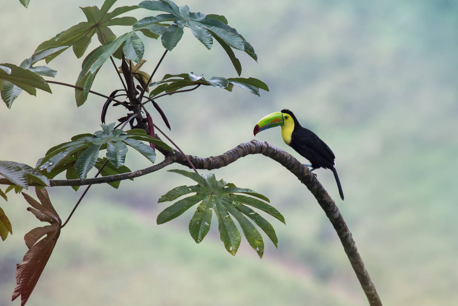 Exotische vogel op een tak