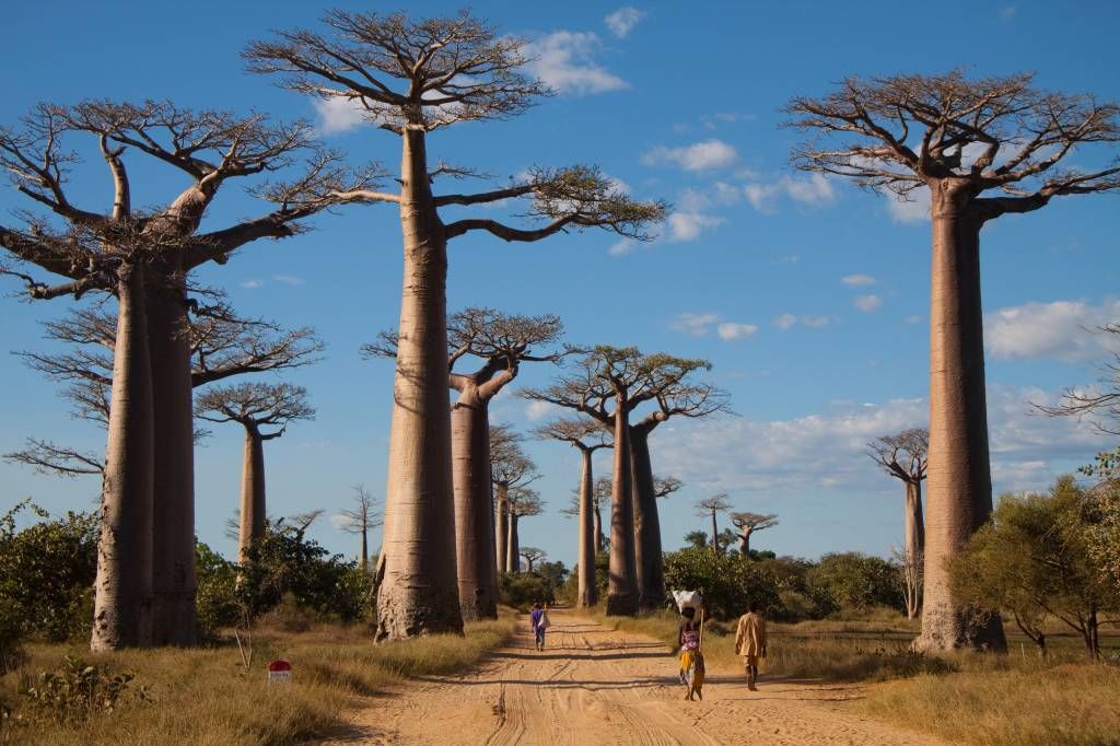 Baobab trees - Wallpaper