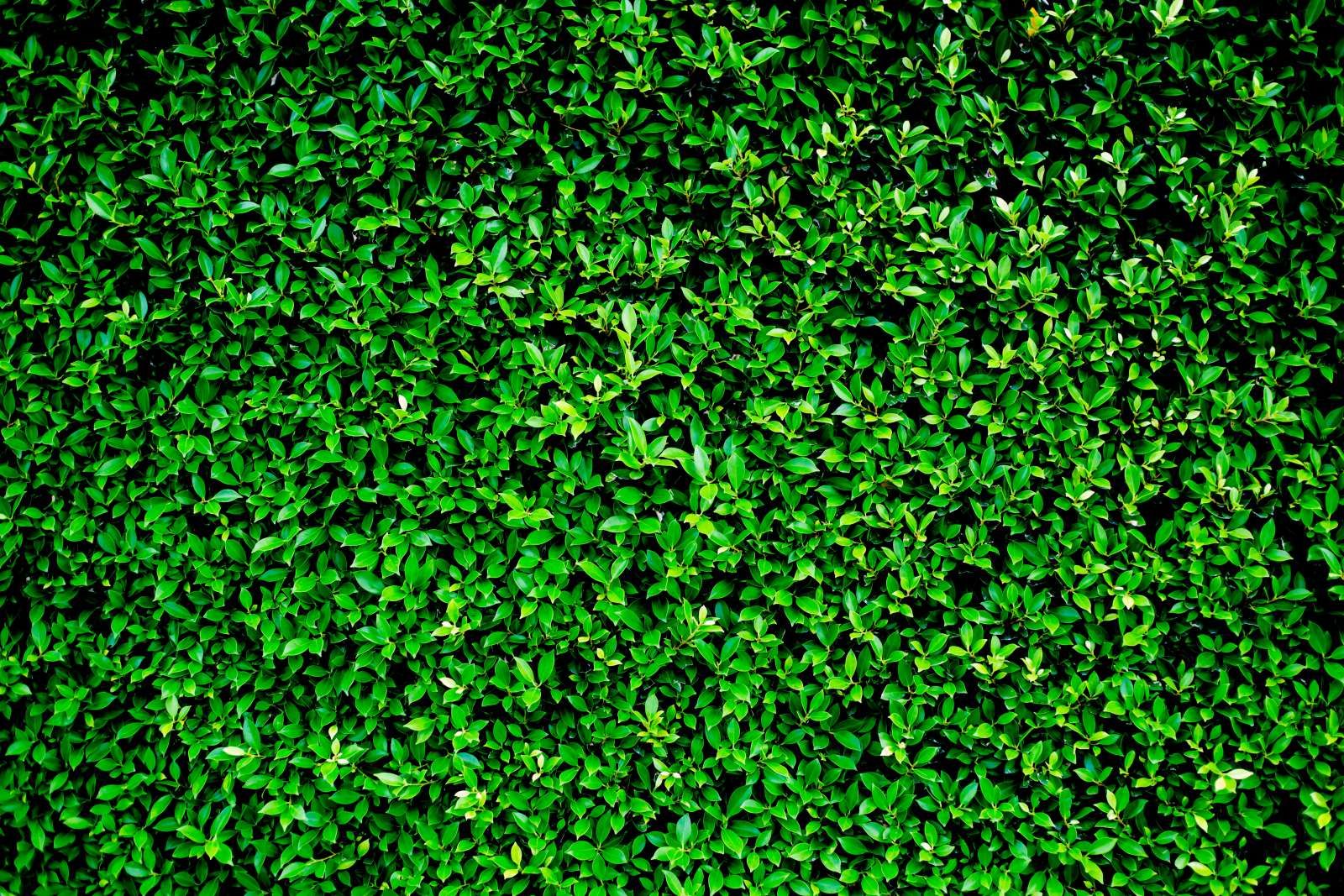 Groene Bladeren Textuur