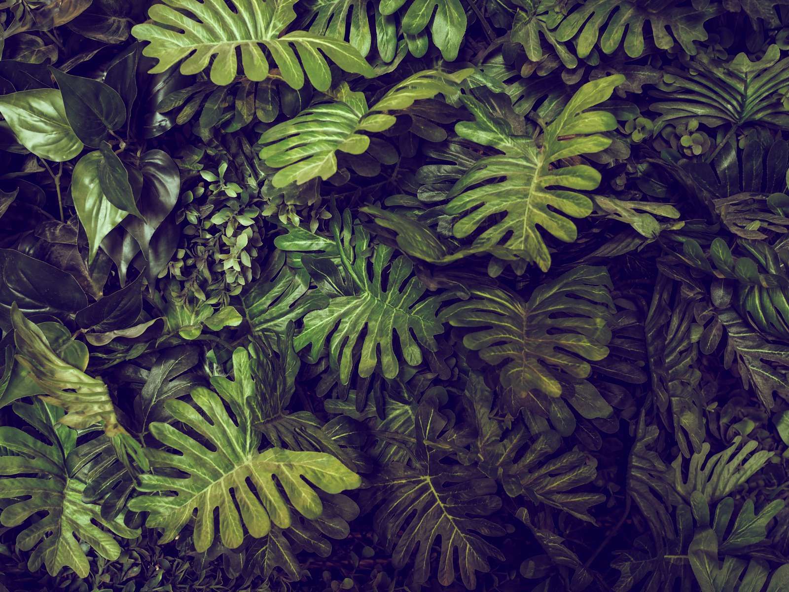 Groene Monstera Bladeren