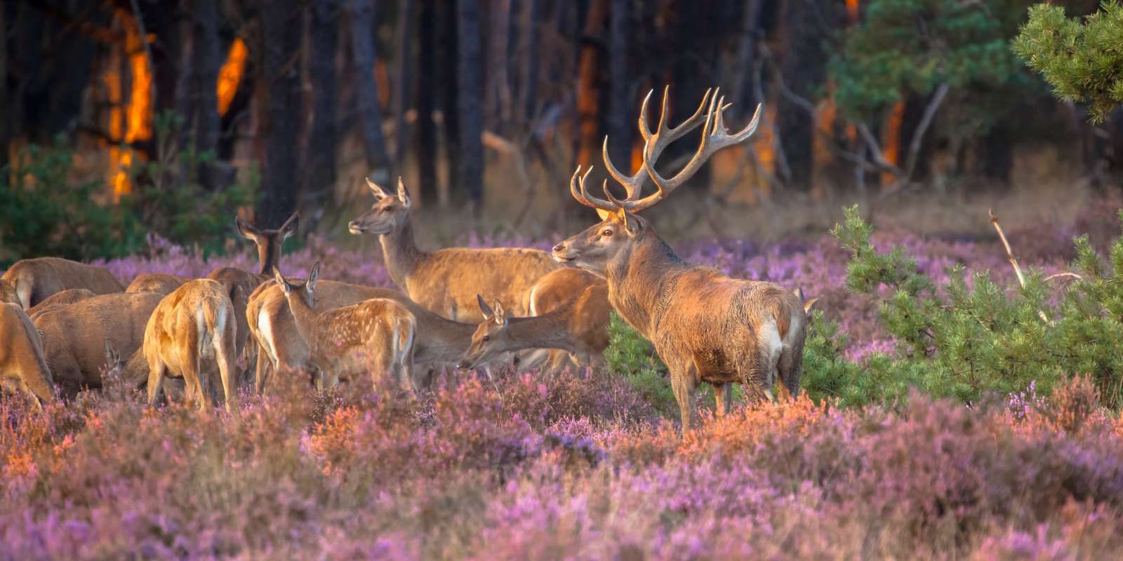 Groep herten op de Veluwe