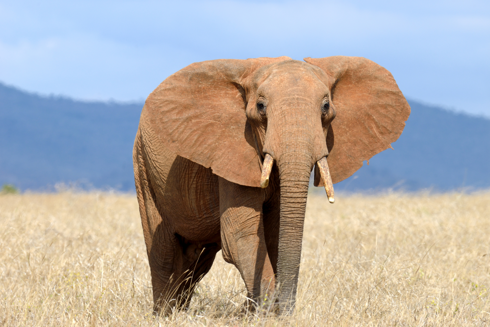 Grote olifant in hoog gras