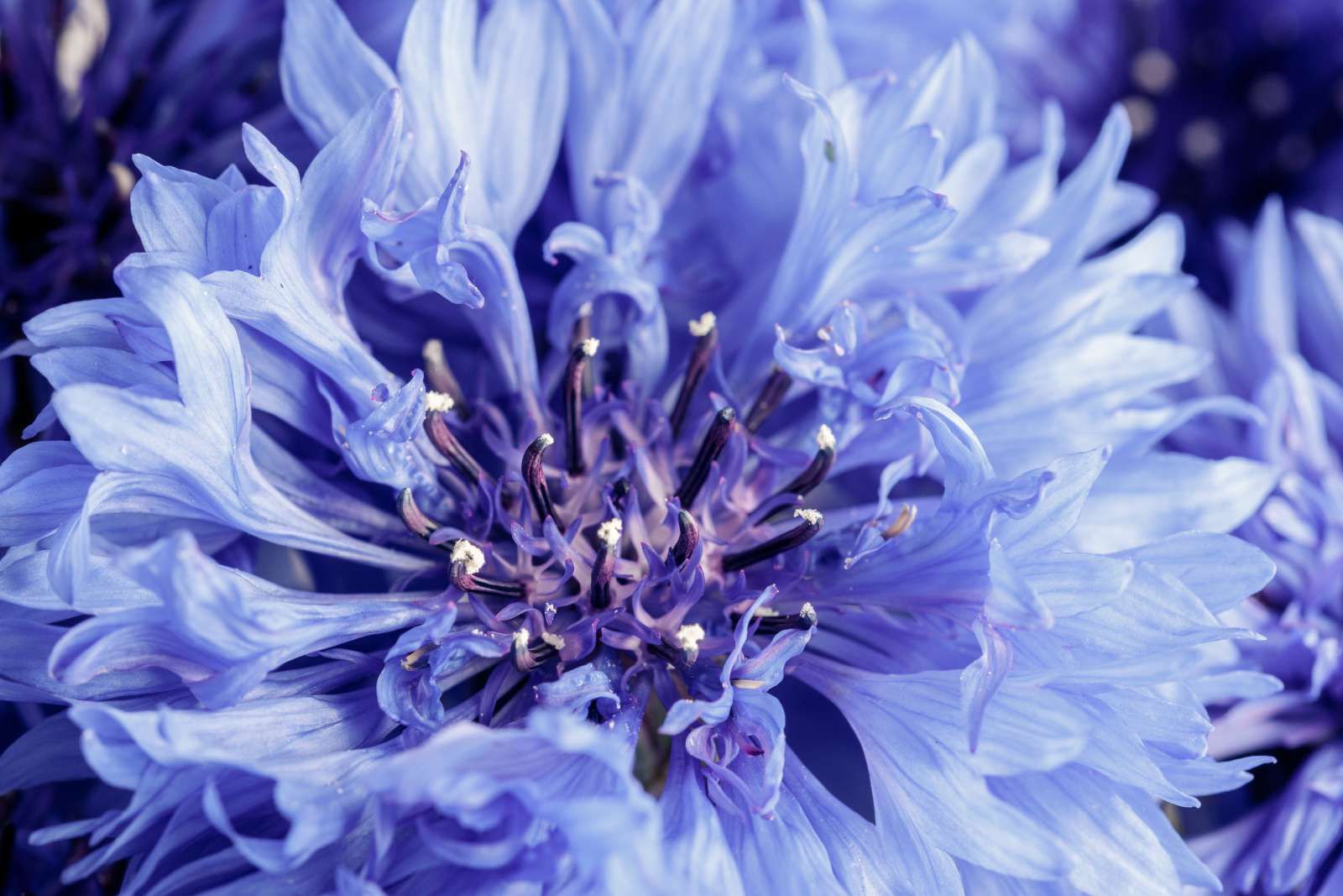 Korenbloem close-up