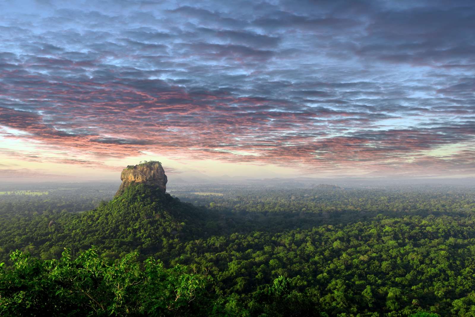 Leeuwenrots in Sri Lanka