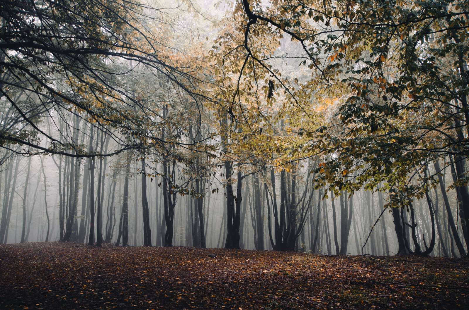Mistig Herfst Bos met veel Bomen