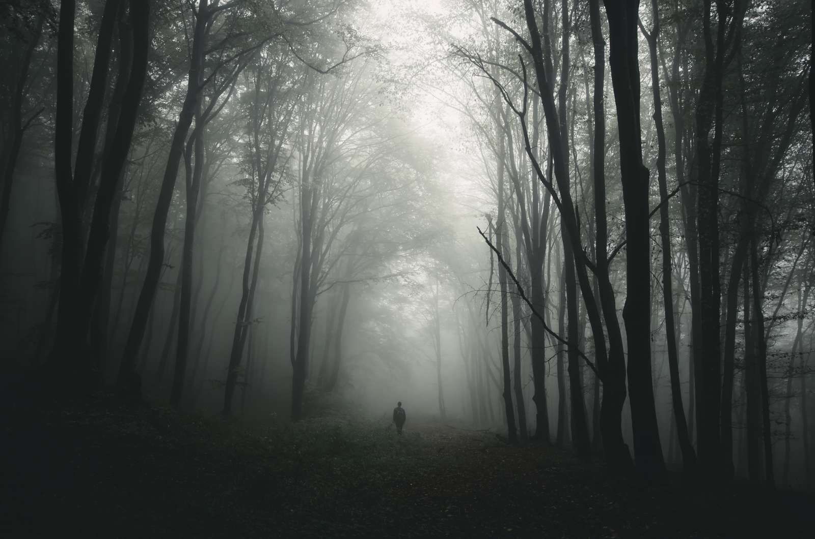 Mysterieuze Bos met Mist