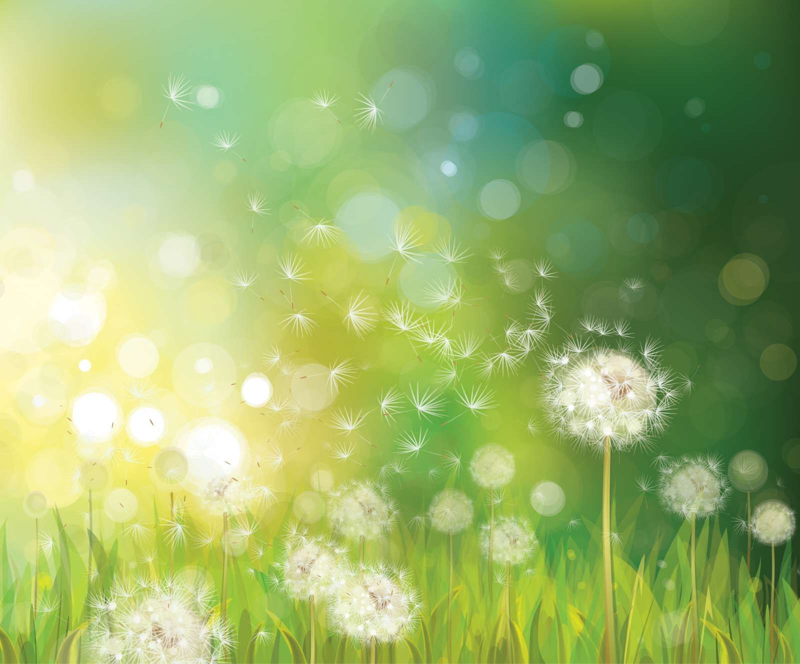Paardebloemen in de lente