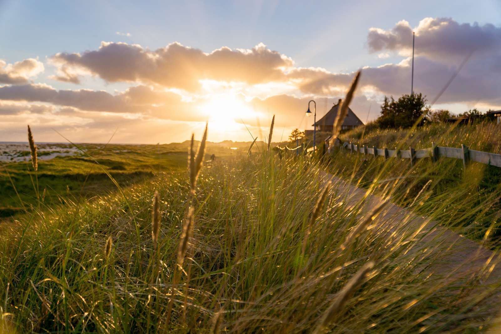 Riet bij zonsondergang