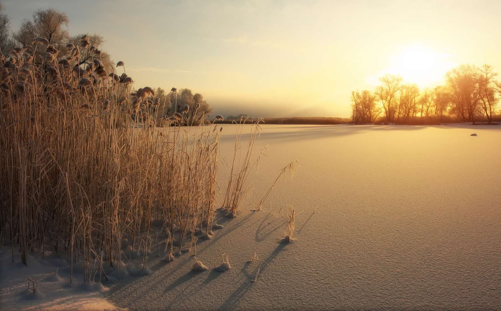 Riet op het strand bij zonsondergang