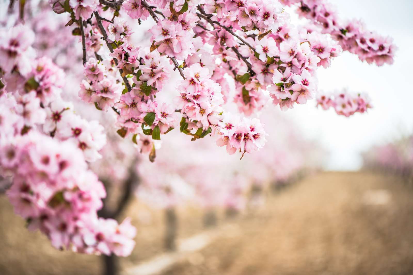Roze Bloesem op Veld