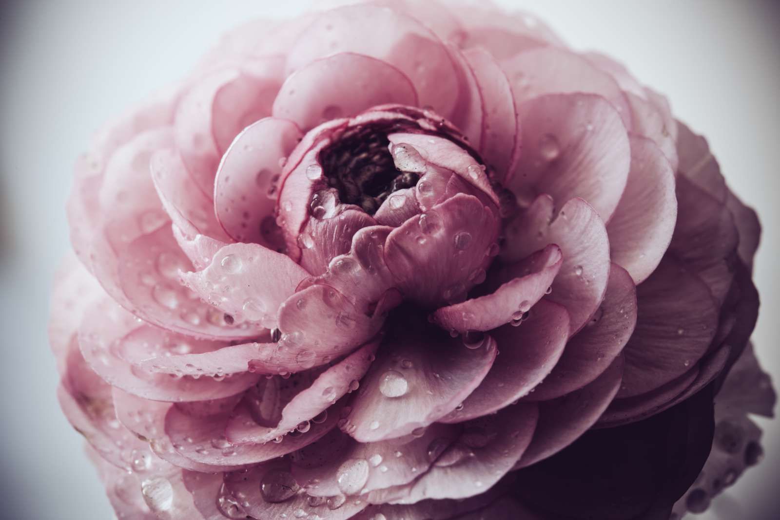 Roze boterbloem close-up