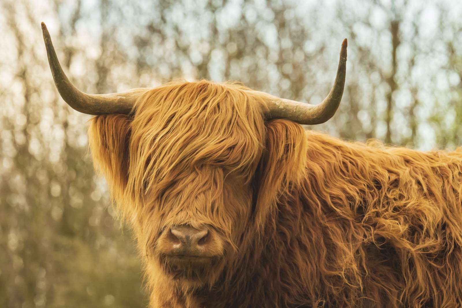 Schotse Hooglander bij zonsopkomst