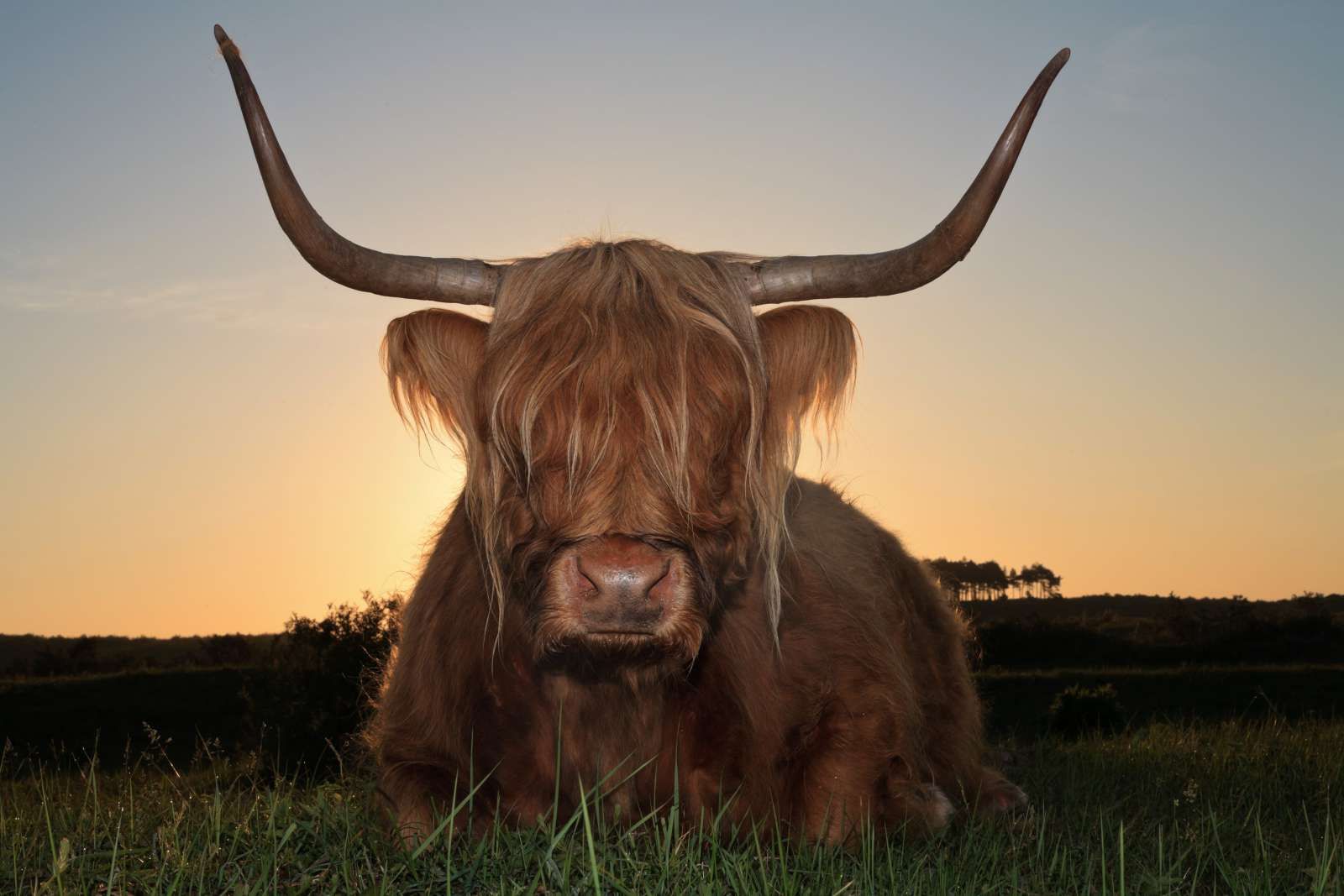 Schotse Hooglander in het gras bij zonsondergang