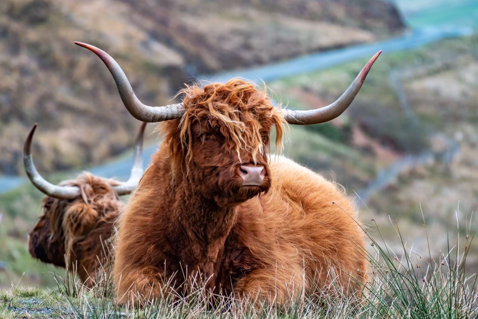 Schotse Hooglanders in het gras