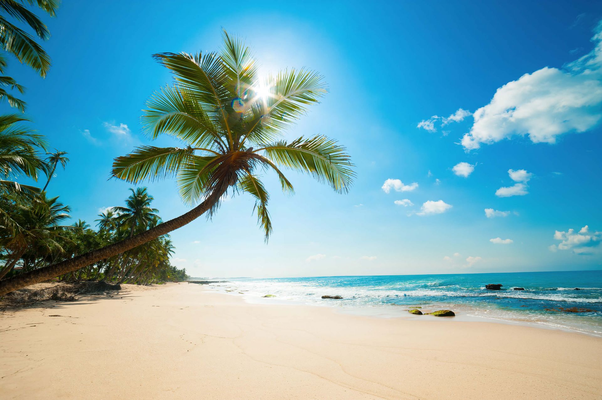 Large palm tree main product photo