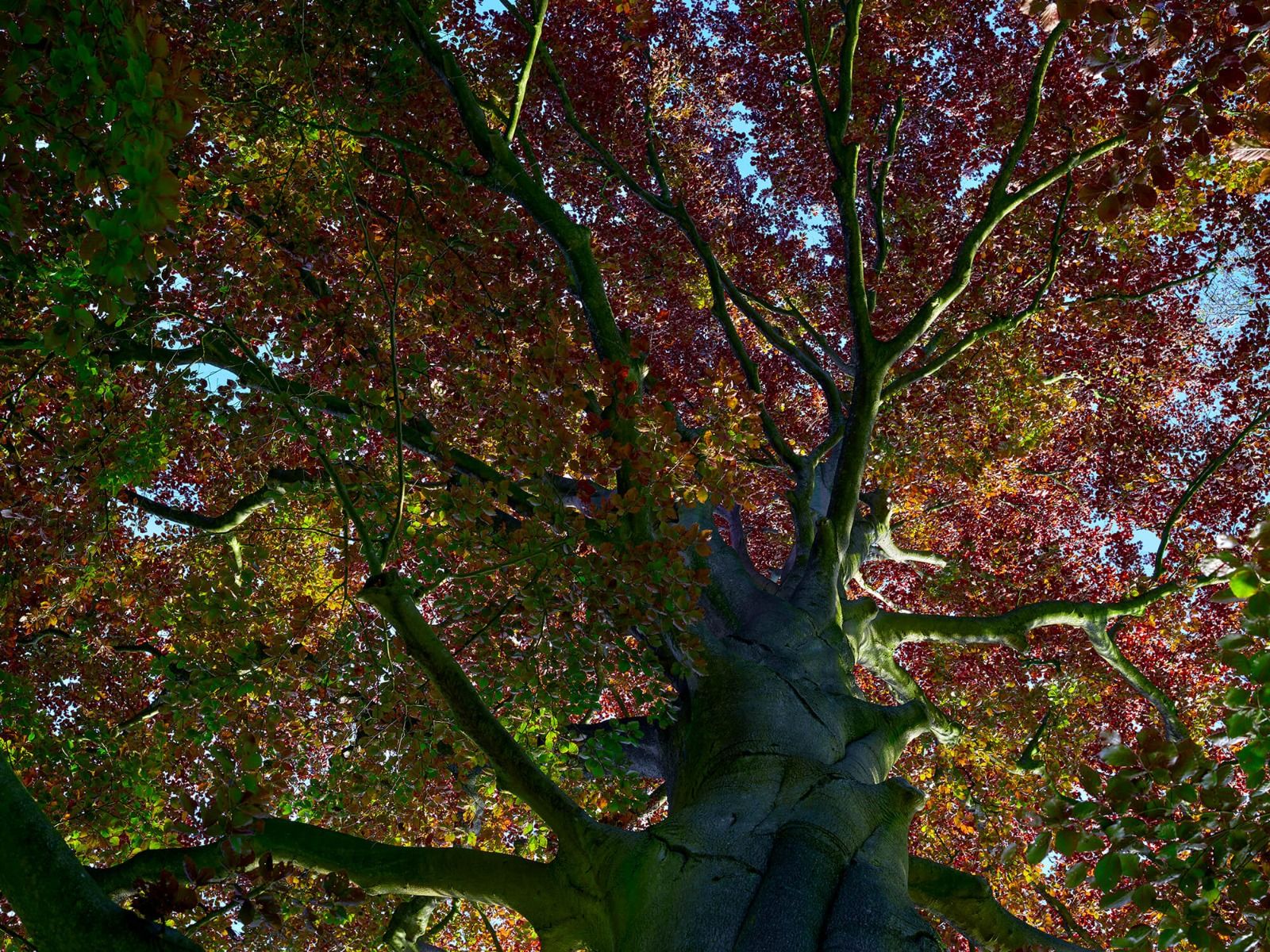 Boom met gekleurde bladeren