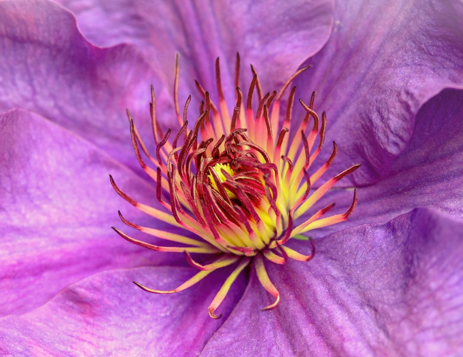 Clematis 