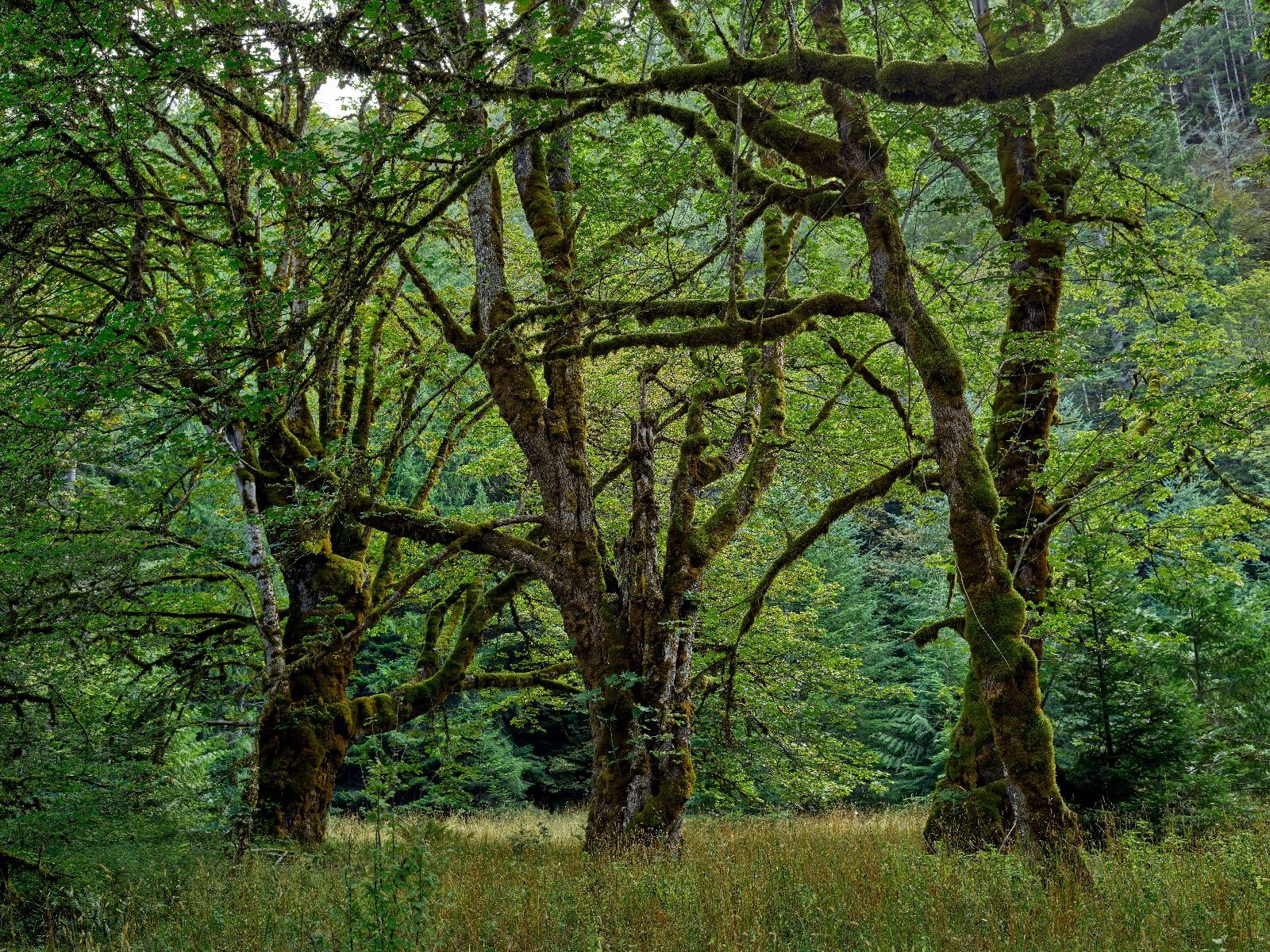 Old trees 
