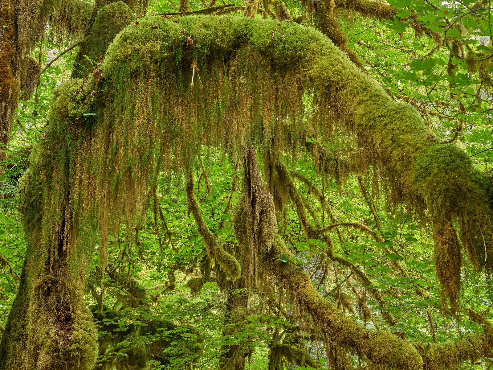 Gedetailleerde takken