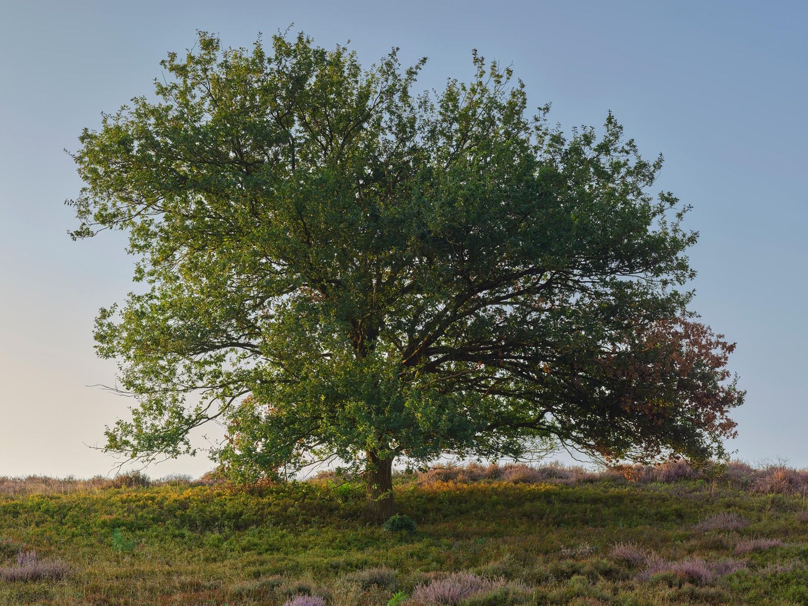 Lonely tree on the heath - Photo Wallpaper Lonely tree on the heath - Photo Wallpaper