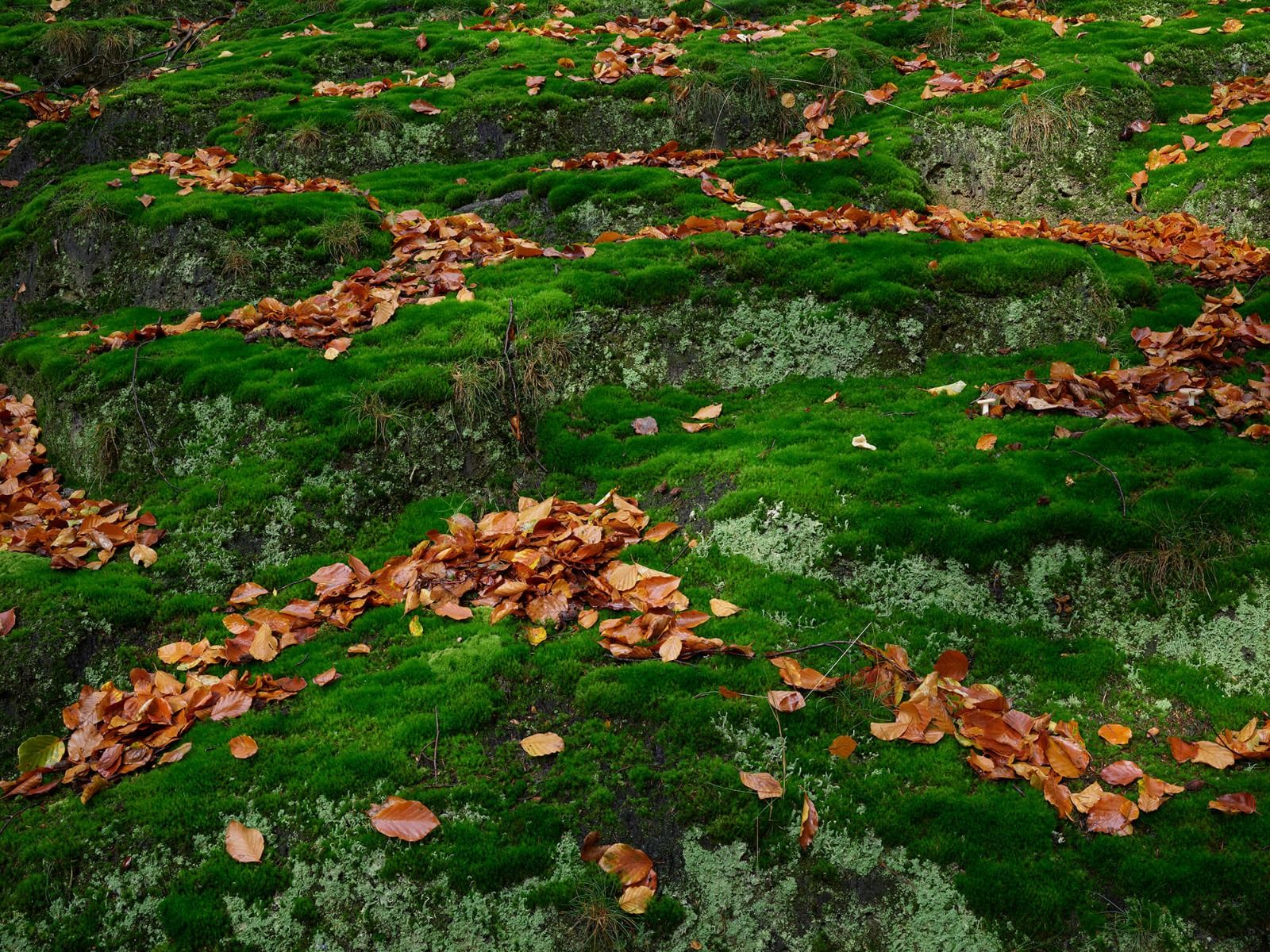 Mos met hefstbladeren