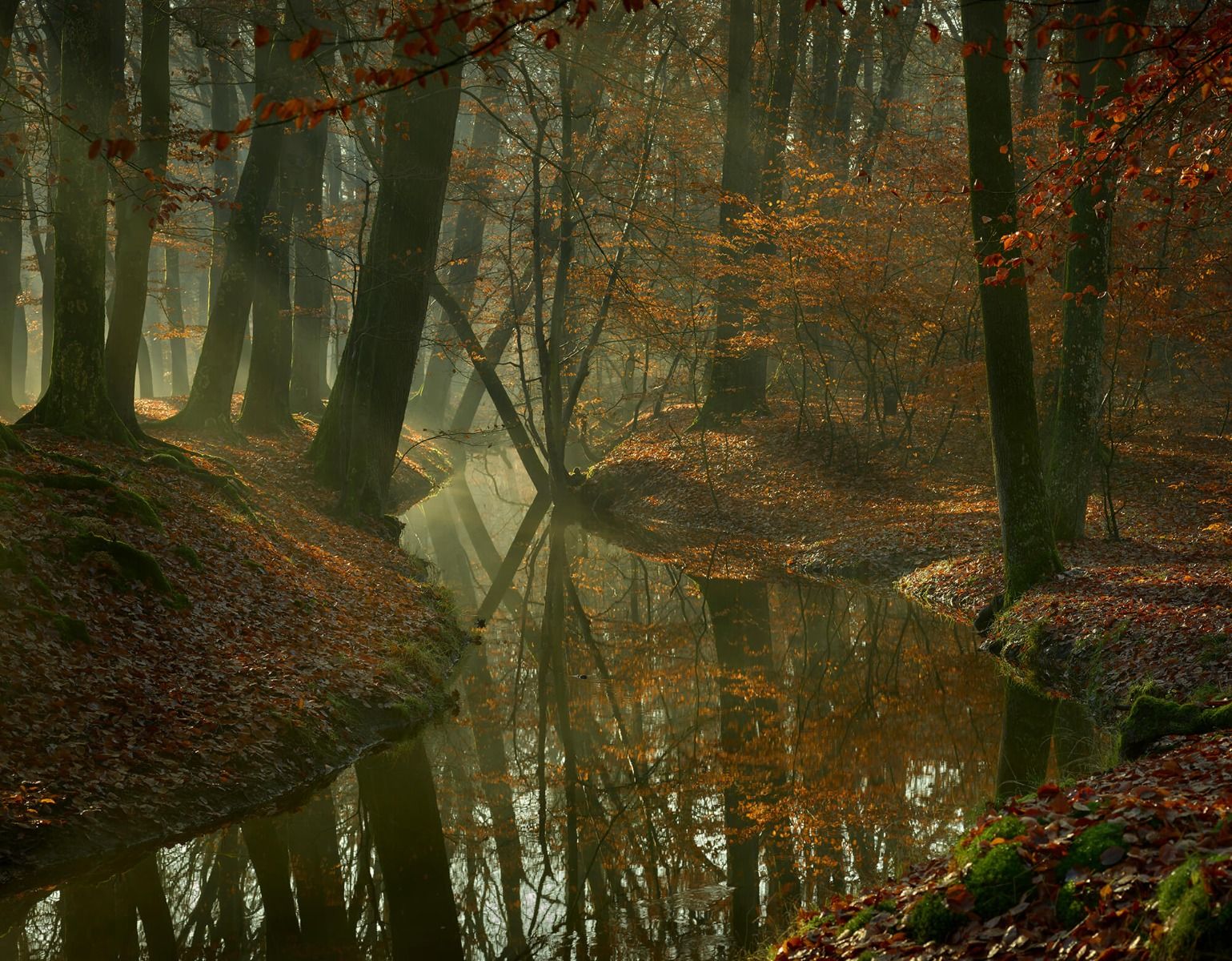 River through the forest