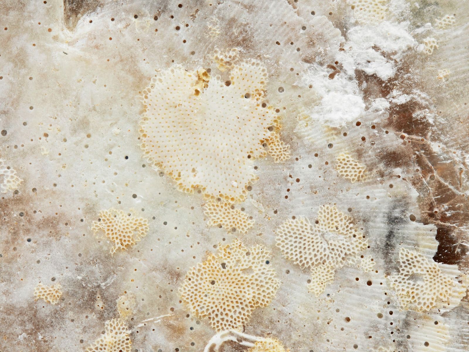 Shell Shell