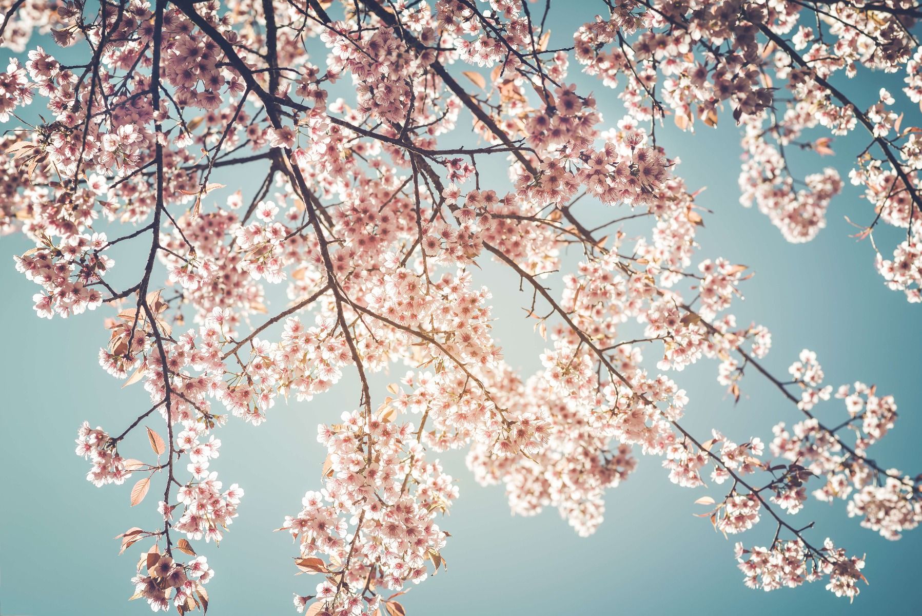 Cherry blossom - Photo Wallpaper Cherry blossom - Photo Wallpaper