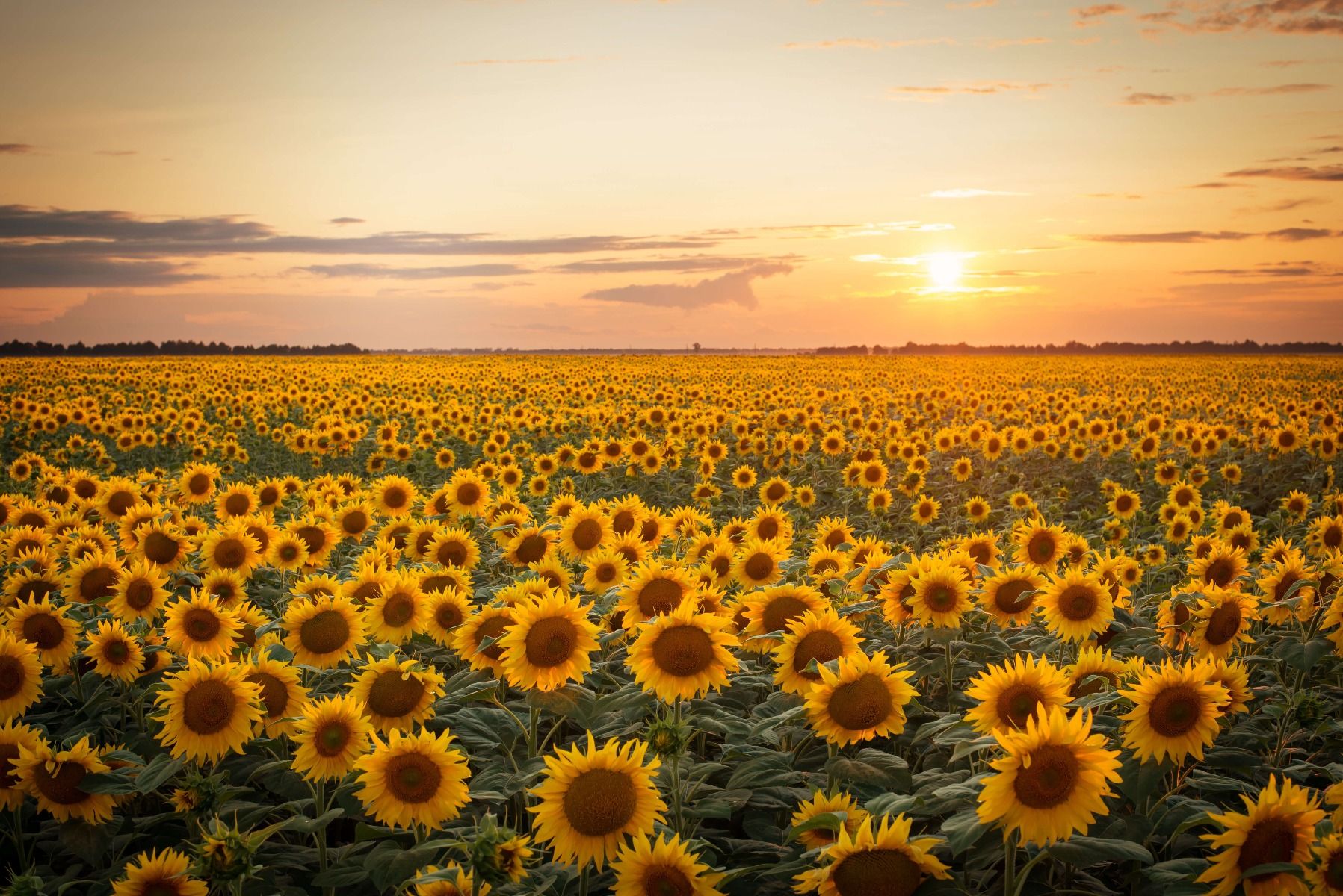 Sunflower field with sunset - Wallpaper