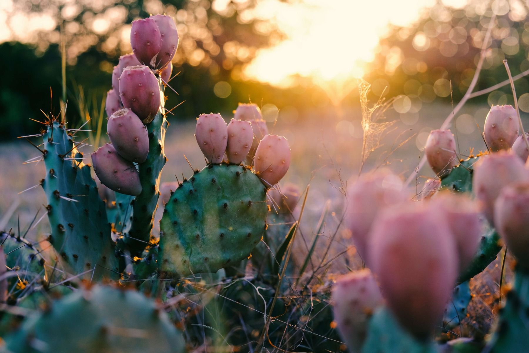 Vleugels zebra Acteur Cactus with flowers - Wallpaper